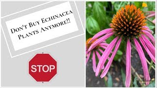 Dont Buy Anymore Echinacea AKA Coneflowers Anymore🌸🤷 [upl. by Adnohs]