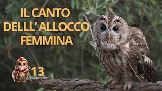 Il canto dellallocco femmina  Tawny Owl call [upl. by Bettye885]