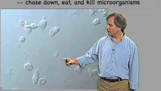 Macrophage video  Ira Mellman Genentech [upl. by Franek]