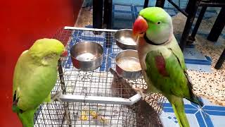 बोलनेवाले तोते parrottalking parrot [upl. by Idok]