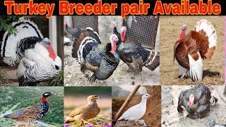 Turkey Birds 🦃 Breeder pair Available ❤️ amp Titer Full Brreder Pairs Available🐠 [upl. by Giana]