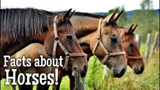 Horse Facts for Kids [upl. by Trabue]