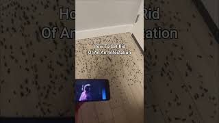 KSI New Song Gets Rid Of Ant Infestation 😭 shorts [upl. by Ynnor]