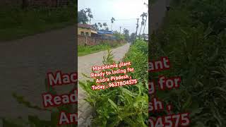 macadamia 3ft plant Ready to loding for Andra Pradesh  Today  9637804575 freefire fruit agri [upl. by Sabah]