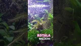 Rotala Wallichii plantedaquarium aquascaping [upl. by Noxid]