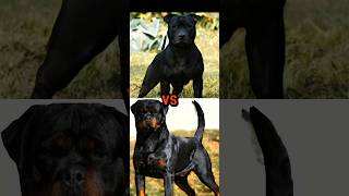 ROTTWEILER VS STAFFORDSHIRE BULL TERRIERGIANT SCHNAUZERPULIMIORITIC SHEPHERDTOP15 GUARD DOG PRT1 [upl. by Drahsar]