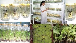 Plant biotechnology 4 [upl. by Marietta]