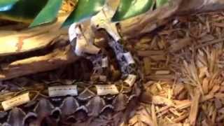 Gaboon Viper Love [upl. by Galan]