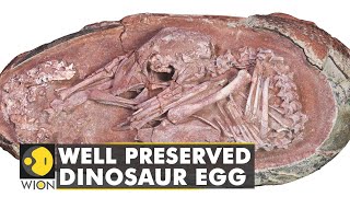 Perfectly preserved dinosaur egg discovered in China  Animals  Species  Latest News  WION [upl. by Amoritta]