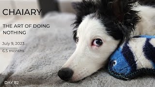 Mexico City Border Collie puppy raising diary mat work at a coffee shop [upl. by Sylado]