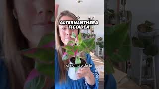 Haul de plantasdeinterior Selaginella willdenowii Alternanthera y Philodendron gloriosum plantas [upl. by Enimassej]