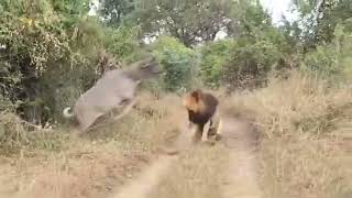 Watch redited fast paced video of Lions hunt large Kudu Slow motion gives viewer feel of the hunt [upl. by Roswell]