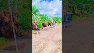 Palm oil amezing harvestinghttpsyoutubecomcultivation1siMYedAq3bE6I7dHU [upl. by Nivi]