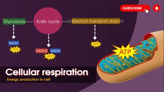 Cellular respiration in detail🔬🔍  Glycolysis  Kreb cycle  Electron transport chain  Biology [upl. by Ainevul916]