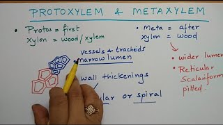 protoxylemmetaxylemxylem vascularbundlesanatomyoffloweringplantsProtoxylem and metaxylem [upl. by Rehnberg381]