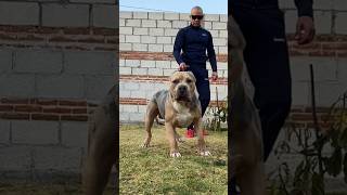 American bully xl [upl. by Etz]