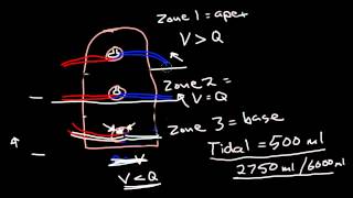 Ventilation and Perfusion [upl. by Idnis]