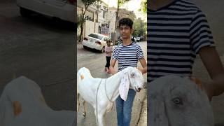 goat bakramandi qurban 2k24 trending youtubeshorts [upl. by Aelyk]