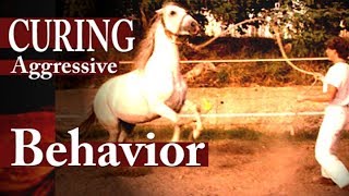 Healing Aggressive Stallion [upl. by Eugenides931]