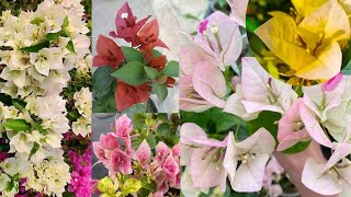 15 Beautiful Bougainvillea Varieties With Names Or IDs  Bougainvillea Plant [upl. by Garibald]