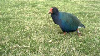 Native New Zealand Takahe [upl. by Snilloc]