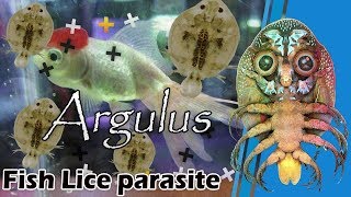 Fish Lice parasite Argulus  treatment [upl. by Hymie]