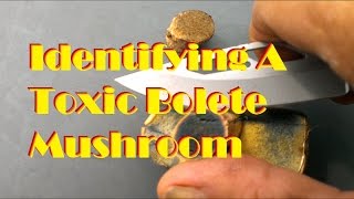 Identifying A Toxic Bolete Mushroom [upl. by Analli]