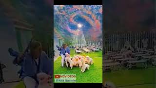 Doggy Dancing viralvideo AmazingDogsOfficial GirlWithTheDogs OscarsFunnyWorld [upl. by Kehoe]