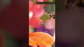 5 Curiosidades Rápidas Sobre las Abejas🐝 curiosidades flores documental [upl. by Cyrill845]