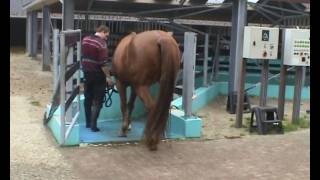 hoefbevangen paard in revalidatie bij Health 4 Horses wmv [upl. by Eenahs362]