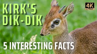 Kirks DikDik  5 interesting Facts  Did You Know it [upl. by Niaz]