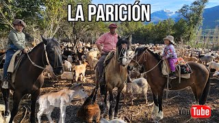 La Parición Arrieros Cordillera de los Andes El Parto Y Nacimiento de las Cabras Crianza del Piño [upl. by Milzie]