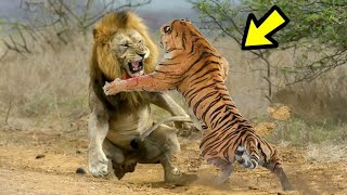 EL PODER DEL TIGRE vs LEÓN  León Vs Tigre ¿Quién es más fuerte [upl. by Suirtemed395]