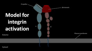 Integrin activation model [upl. by Oyr904]