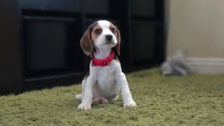 Cute beagle puppy from 8 weeks to 3 months [upl. by Gerlac]