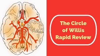 The Circle of Willis Rapid Review [upl. by Rehnberg]