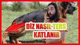 KÖPEKLERİN DİZLERİ NASIL TERSE KATLANIR almankurdu [upl. by Alodie]