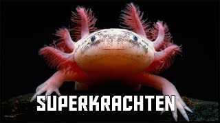 TOP 5  Dieren Met Superkrachten TOP 5 channel [upl. by Lusa]