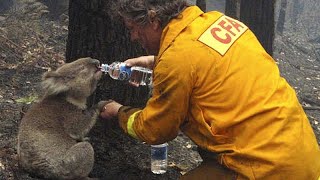 Australianos protestam contra a forma como o Governo tem gerido os fogos [upl. by Bitthia]