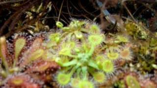 Drosera rotundifolia  Sundews Carnivorous Plants [upl. by Koy]