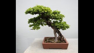 Bonsai sageretia [upl. by Maidy]