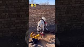 horse rider stunts 😱😱 powerful ⚡⚡ horse 😂🤣 [upl. by Leonidas]