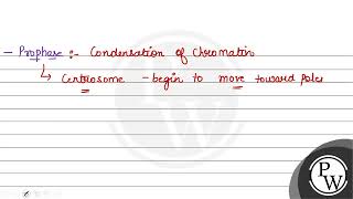 Centrosome begins to move towards opposite poles of the cell in 1 prophase 2 metaphase 3 [upl. by Inge]