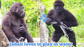 賈霸里愛玩水😆🤣💦Djeecoゴリラ迪亞哥金剛猩猩taipeizoo gorilla 台北市立動物園202409104 [upl. by Nnaasil106]