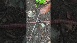 The Hammerhead Worm  Natures Creepiest Predator [upl. by Yleve477]