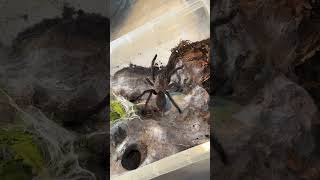 Chilobrachys sp animalshorts spider tarantula exotic insectcollection [upl. by Gaskin]