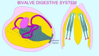 importance of water flow through bivalves [upl. by Neirda475]