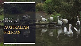 Australian Pelican Pelecanus Conspicillatus [upl. by Risan224]