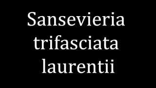 How to pronounce Sansevieria trifasciata laurentii [upl. by Ytsur]