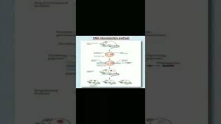 DNA MICROINJECTION METHOD IN HINDI [upl. by Bertolde]